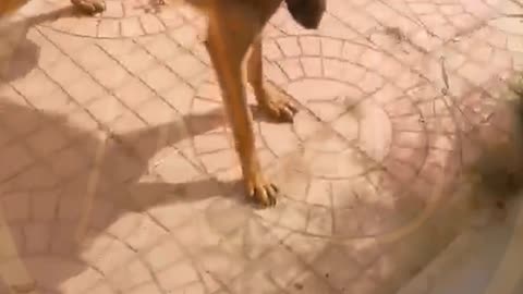 Funny video