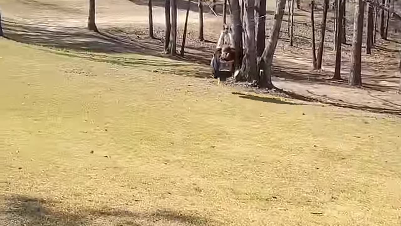 Funy videos