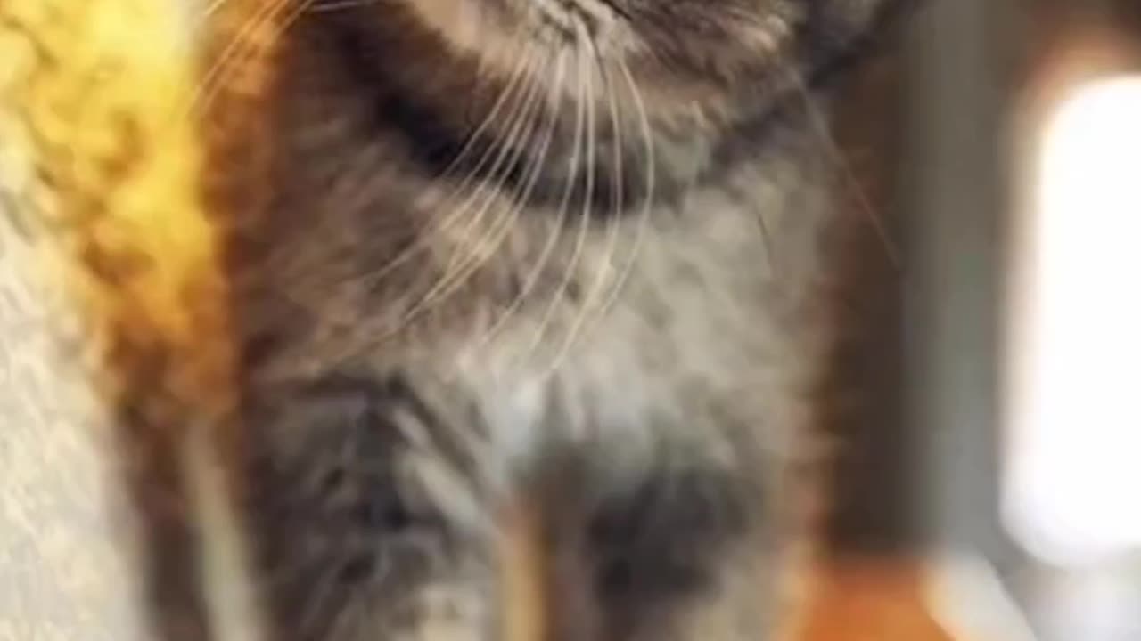 LOL Cats | Cutest Funny Pets Ever! 😸✨