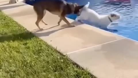 "Hilarious Animal Pranks That’ll Make You Laugh Out Loud!" 🐶🐱🤣