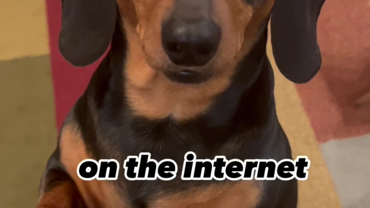 Cutest Pet On Internet