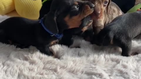 Sounds Only Tiny Puppies Make 🤗🐶 4-Week-Old Mini Dachshunds