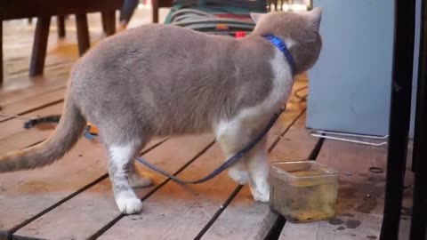 Short-legged kitten running around the yard - Beautiful cat video - Cat meowing