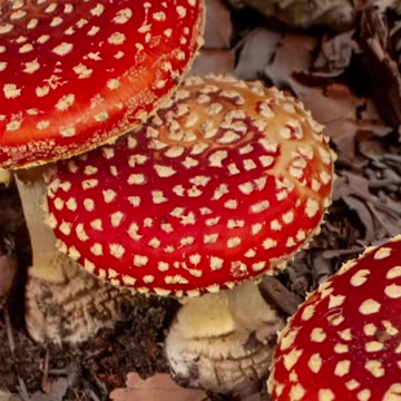 Shoutout to Mushrooms #mushrooms2025 #bovcast