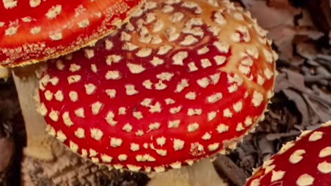 Shoutout to Mushrooms #mushrooms2025 #bovcast