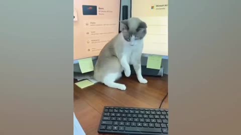 Try not to laugh cat video PT 05