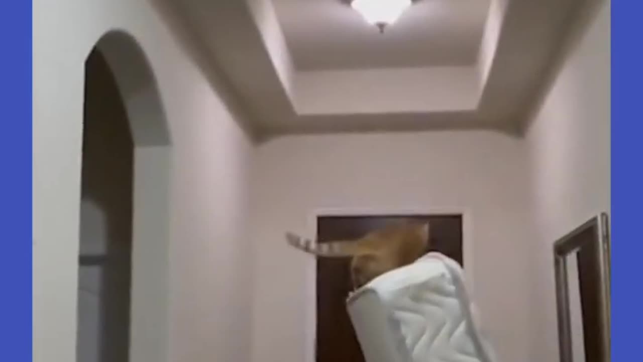 You laugh, you lose𤣠Funny animalsš¹