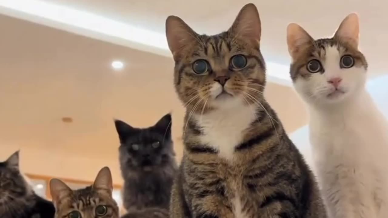 Cats Being Curious Together