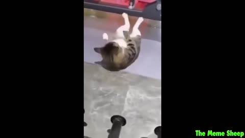 Try not to laugh