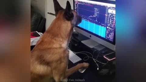 Funny animals