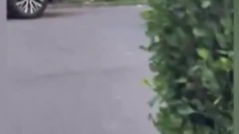 They're Eating The Birds! Multiple Arrests Made After a Swan is Kidnapped From a Park in NY