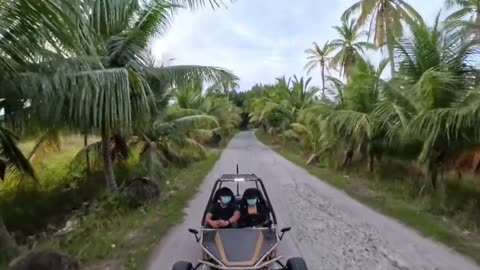 Palm tunnel drive.