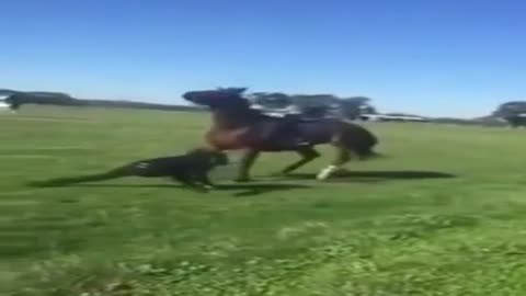 Horse KO’s lady