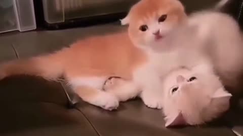 😍😍😘🔥 😍💦 FUNNY Animals and pet's💕😘 😘🔥 💕😘 😍💦 💦