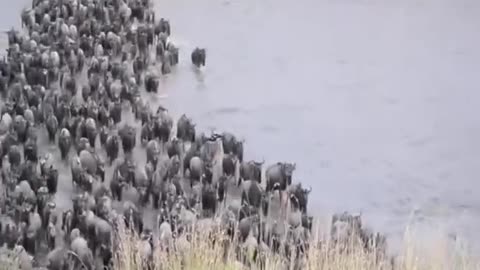 The Amazing nature of wildebeest: must see live