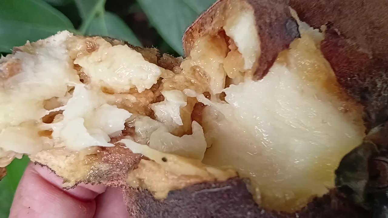 Mabolo..Borneo's spirit