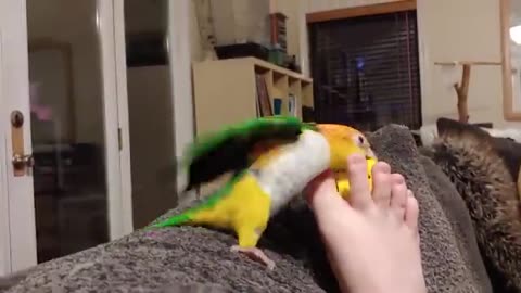 Try not to laugh animal version