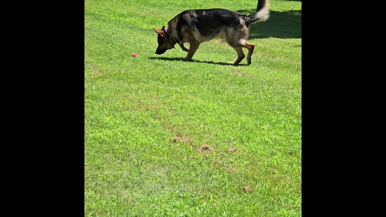 Virgil german shepherd.