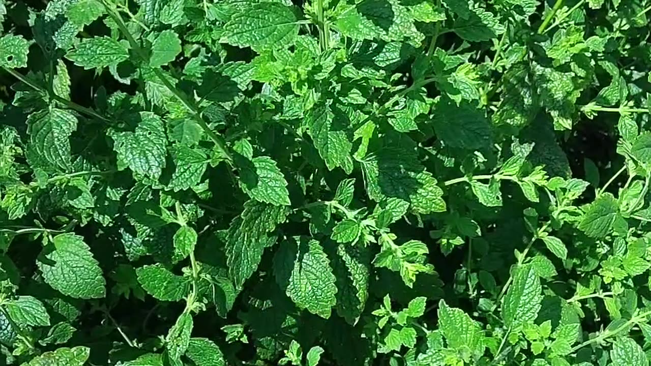Grow your own Sleepy Tea