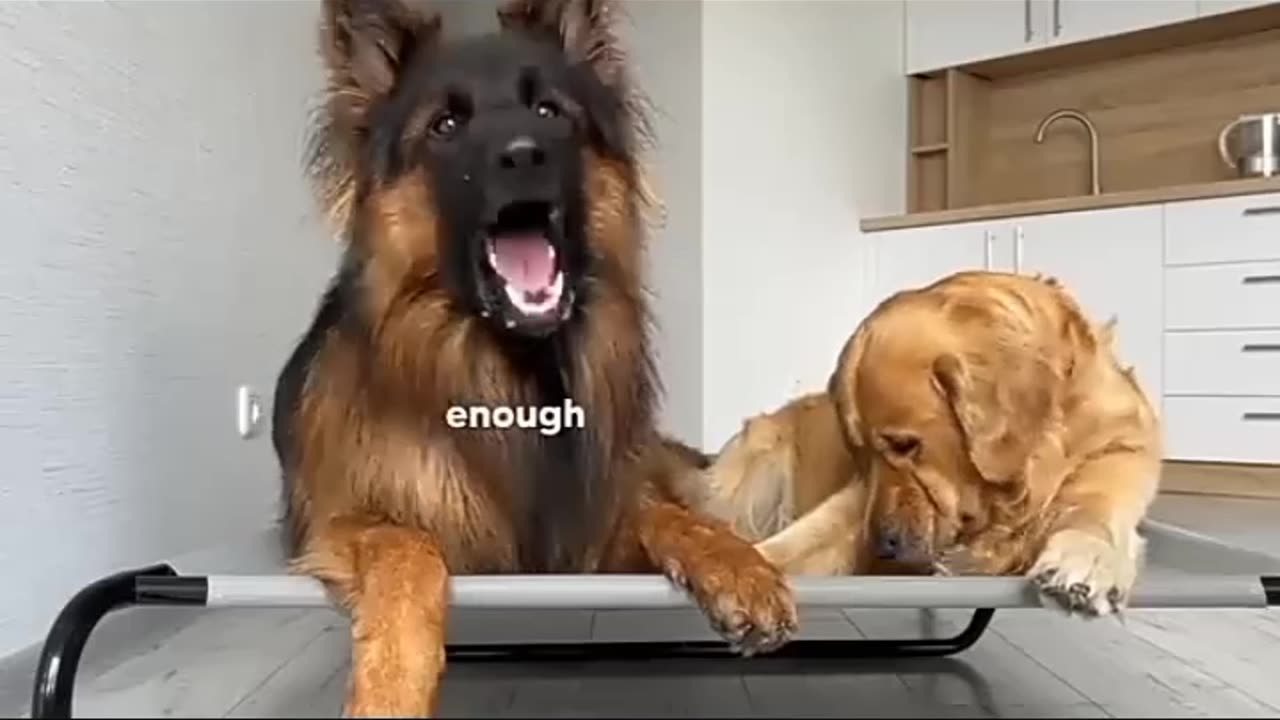 Dogs