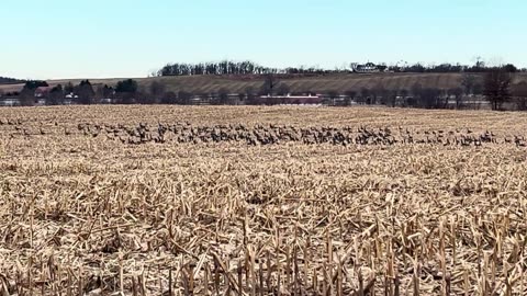 Birds Migration in Winter