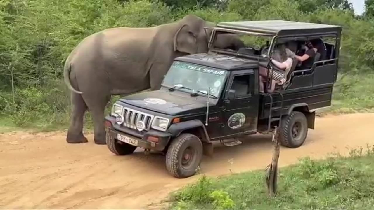 WILD LIFE