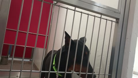 Mousse 1y A872290 kennel 191 PACC shelter needs a time but all groovy findin happy place20250622_553