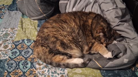 Deep Cat Sleep: The Ultimate Bedtime 💤🐱