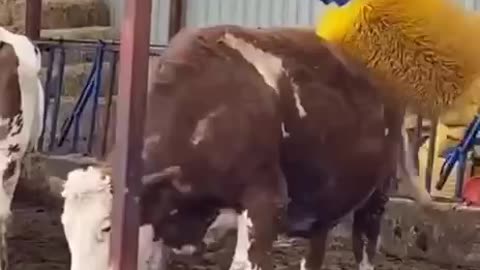 Cow brush