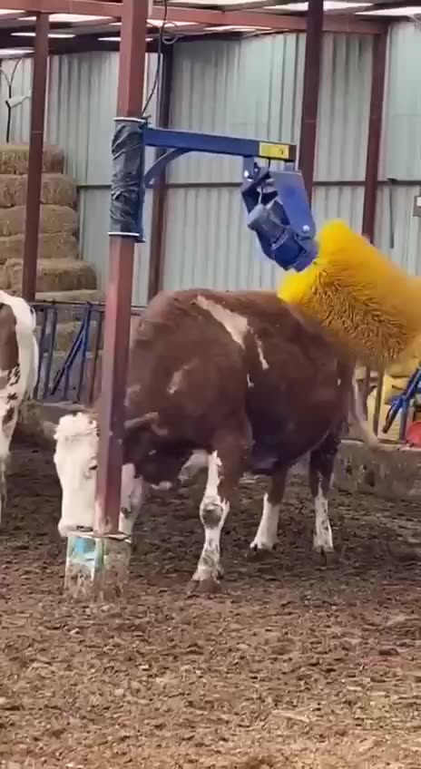 Cow brush