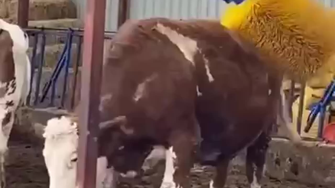 Cow brush