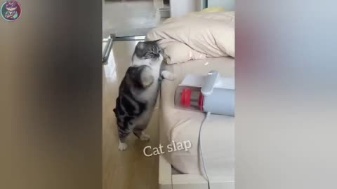 Funny Dogs and Cats