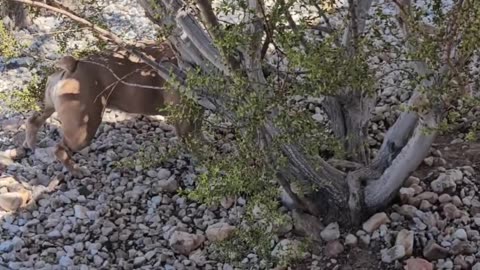 Gutta Find that Lizzard