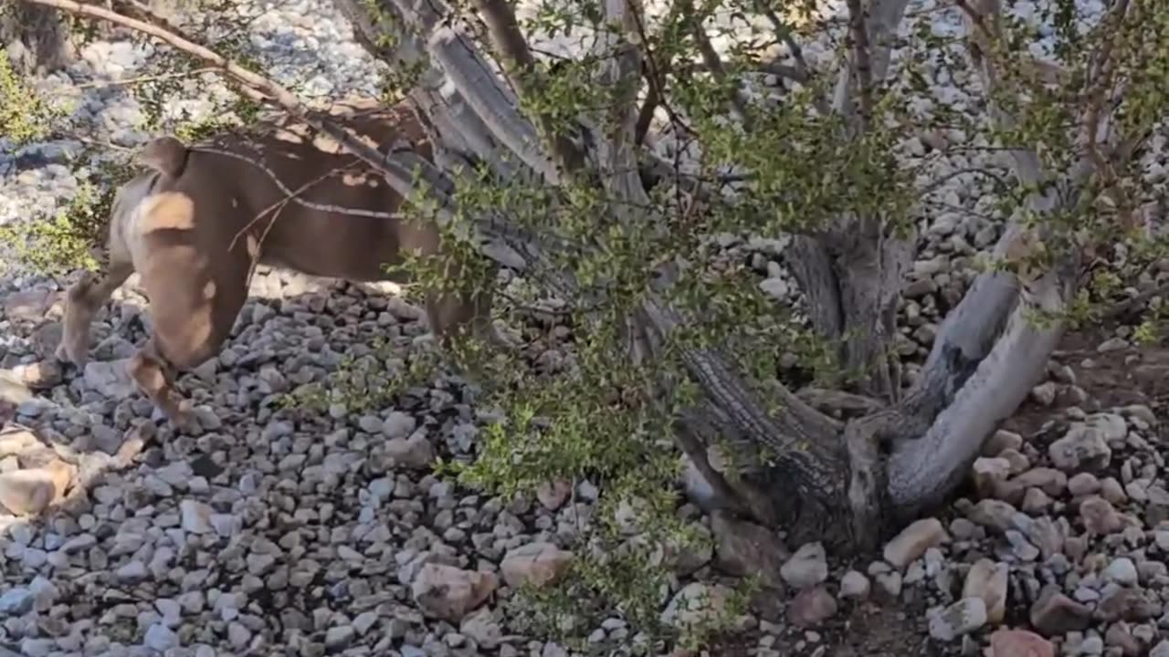 Gutta Find that Lizzard