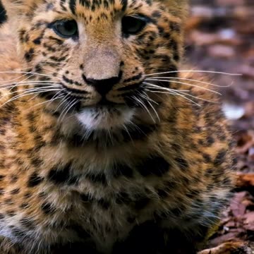 Locked In: Leopard Cub’s Hypnotic Stare 🐆👀 | Sounds of Nature