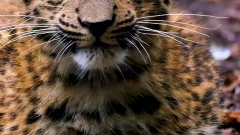 Locked In: Leopard Cub’s Hypnotic Stare 🐆👀 | Sounds of Nature