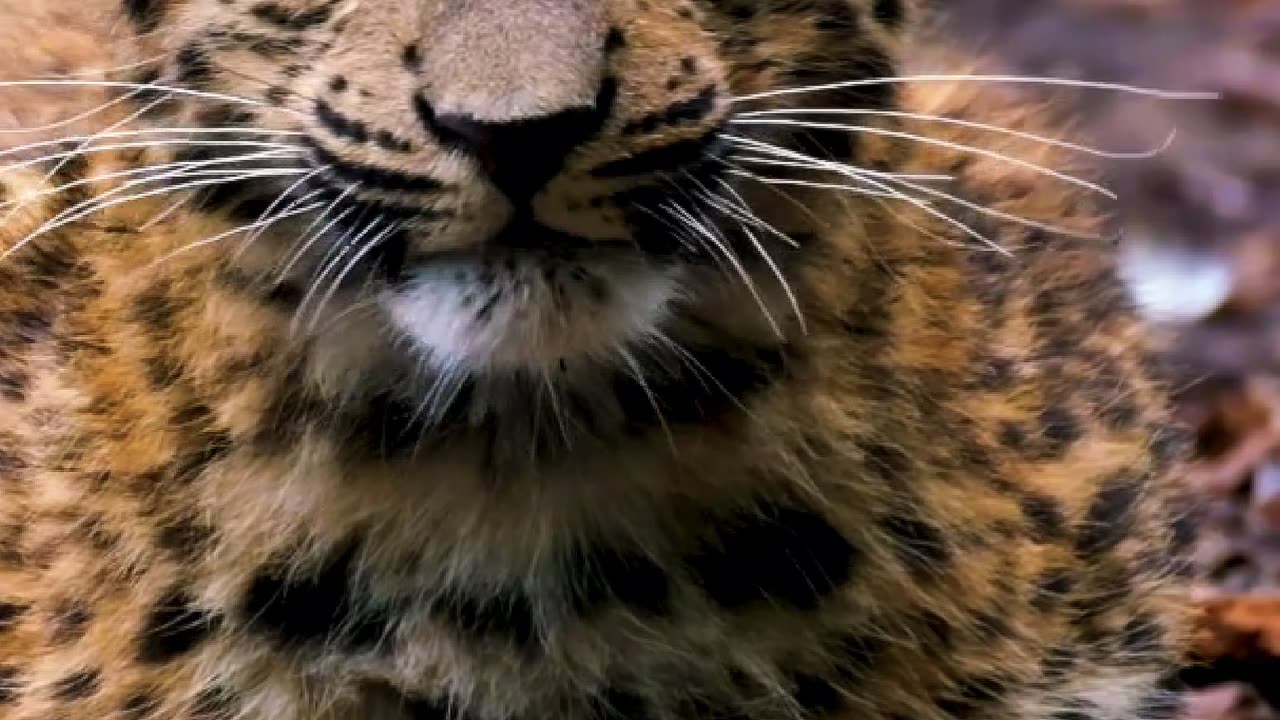 Locked In: Leopard Cub’s Hypnotic Stare 🐆👀 | Sounds of Nature