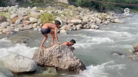 A poor monkey is Stranded in the middle of a rushing river