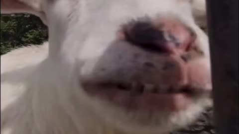 Funny videos