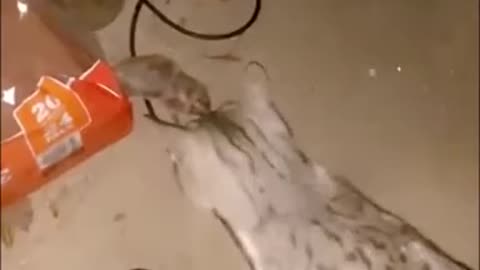 His cat gives him a nice gift