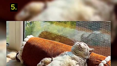Top 5 Cute Cat Videos