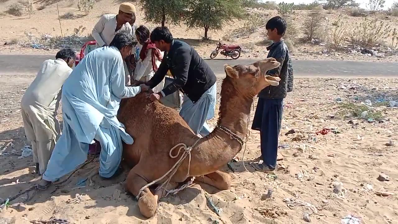 camel