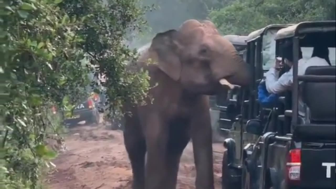 Yala Safari Elephant Attack | Wild Encounter in Sri Lanka
