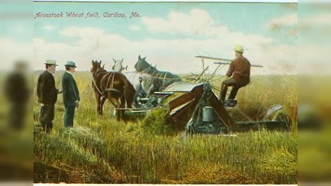 BROT — WAFFE DES GENOZIDS. Wie Hefe und Gluten Unsere Langlebigkeit Töteten. Siedler-Diät