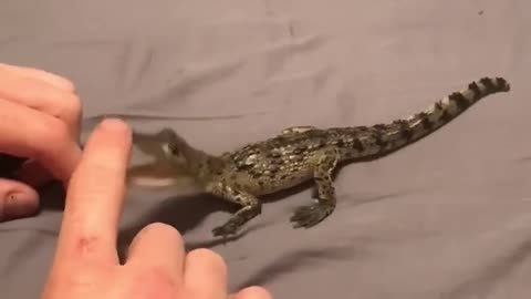Baby Crocodile rescue 🐊?!!!