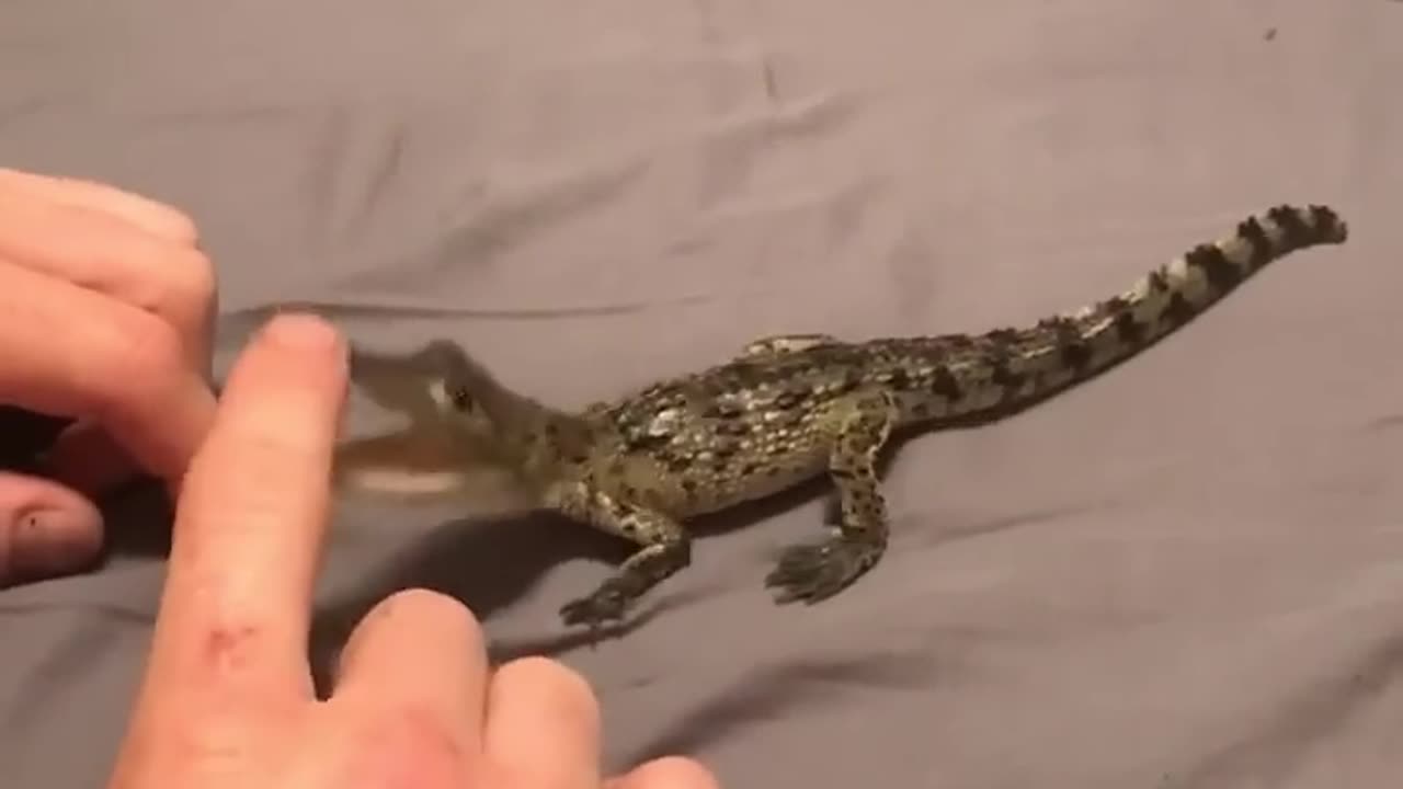Baby Crocodile rescue 🐊?!!!