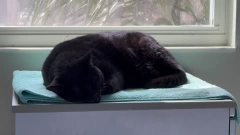 Cute Precious Piper Looks Very Sweet When She is Sleeping - My Adopted Shelter Cat Vlog