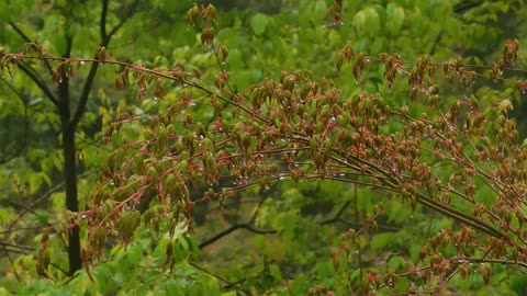 Rust en Schoonheid van de Natuur – Deel 27