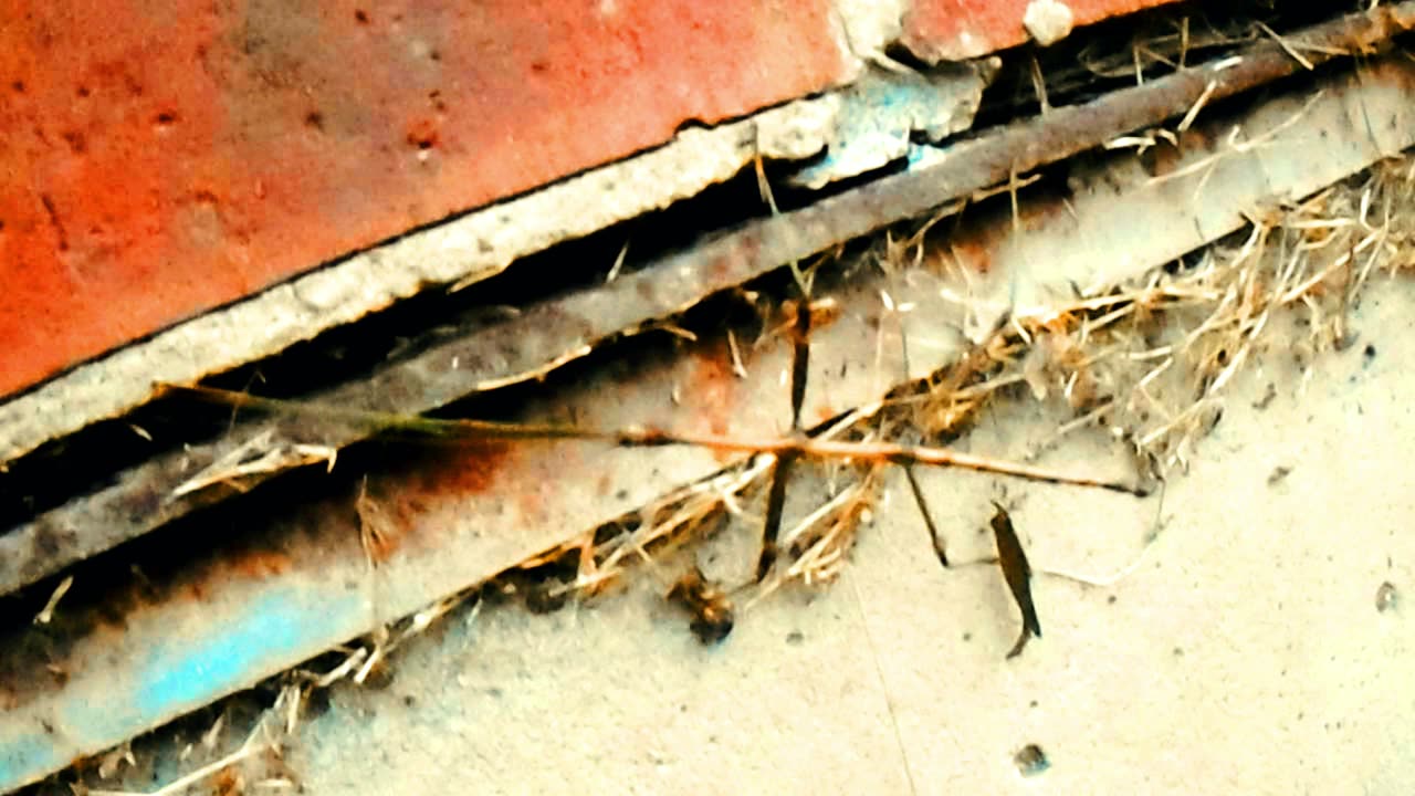 MICKMOCAM 27 _ _ ME SEEING AN ULTRA-RARE WALKING STICK! + [Go Away Rumble Spammers!] _ 8-28-2025