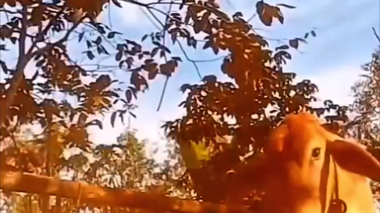 Best funny video 50